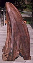 Cedar, fir and stone bench
